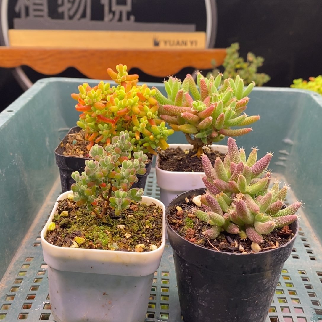 ****超591四颗福利。    