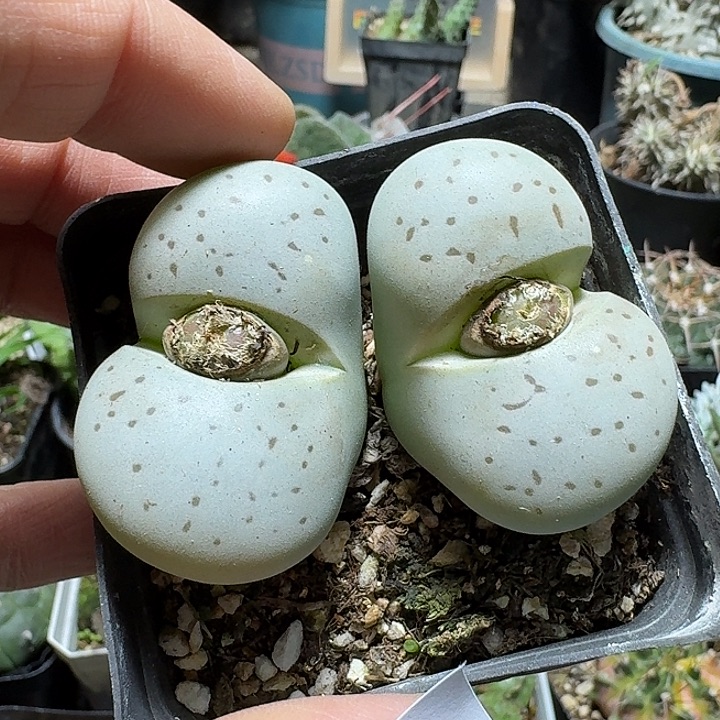 824大白脱土发货实生