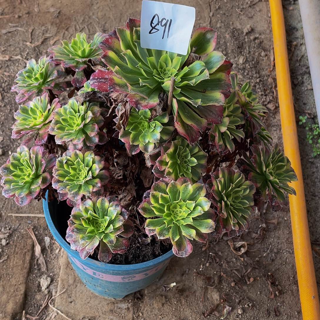 多肉法师891号冰桐发货不包损