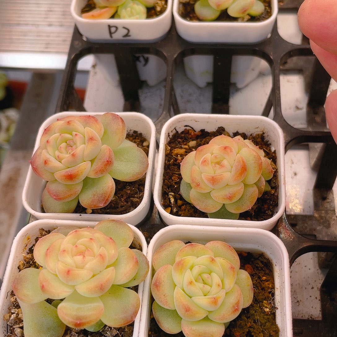 0*后飘枝甜心中盆一个满25包邮