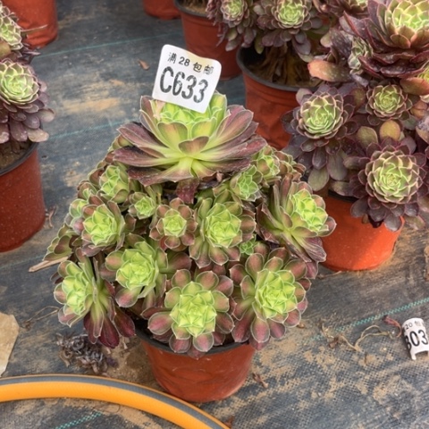 633韶华不包断枝