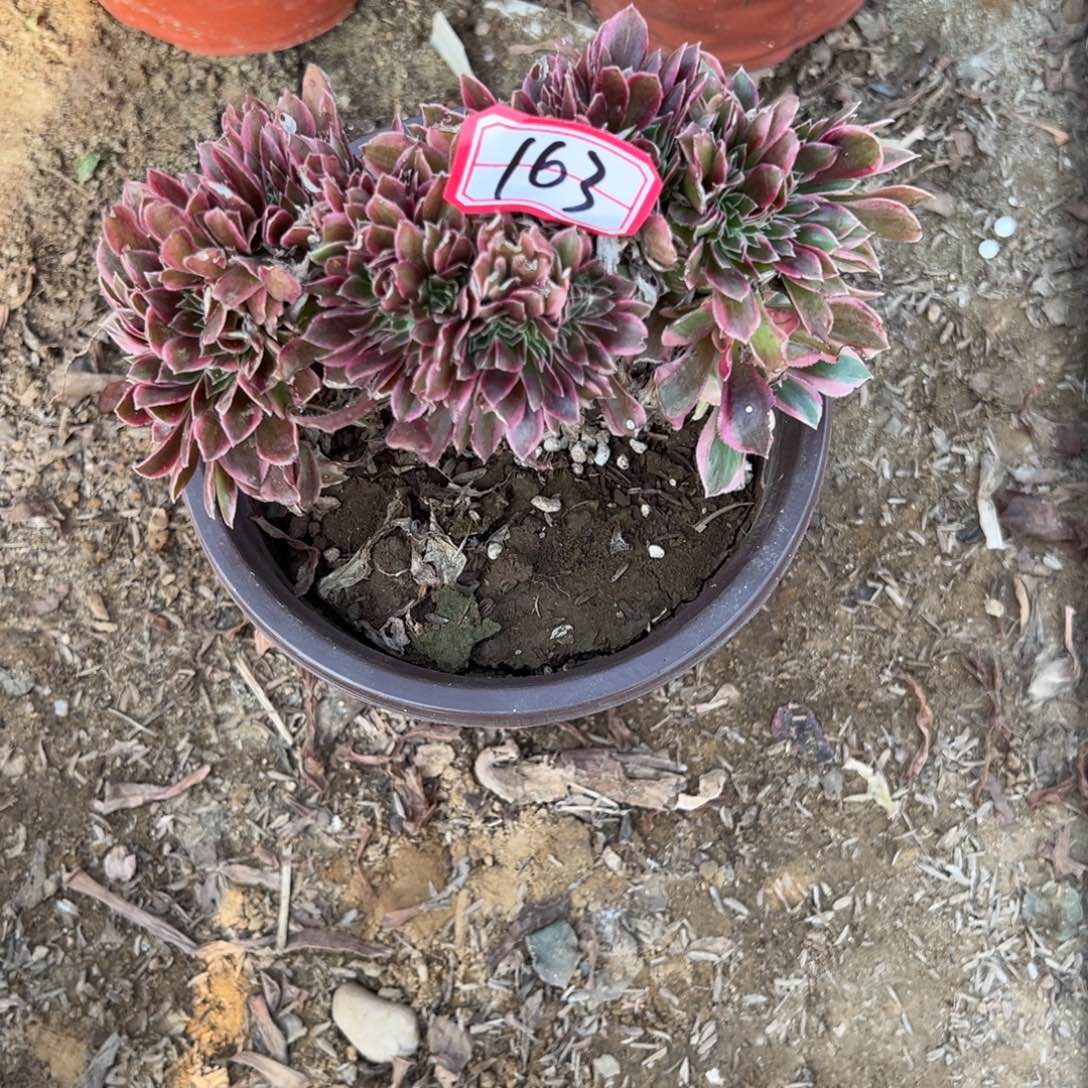 163女神缀化多肉植物法师