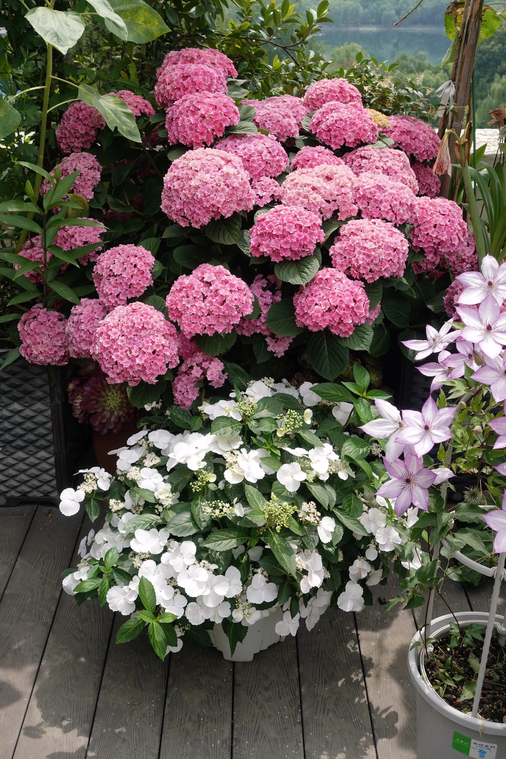 【薇韵花卉】5加仑太阳神殿 粉色花 大花重瓣花型 耐晒可调色