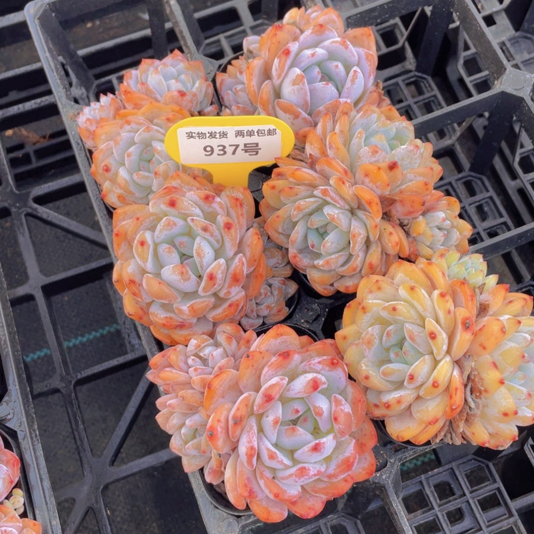 937号 全状态韩橙多头群两个