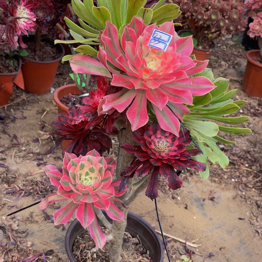 33鲜花嫁接法师小花