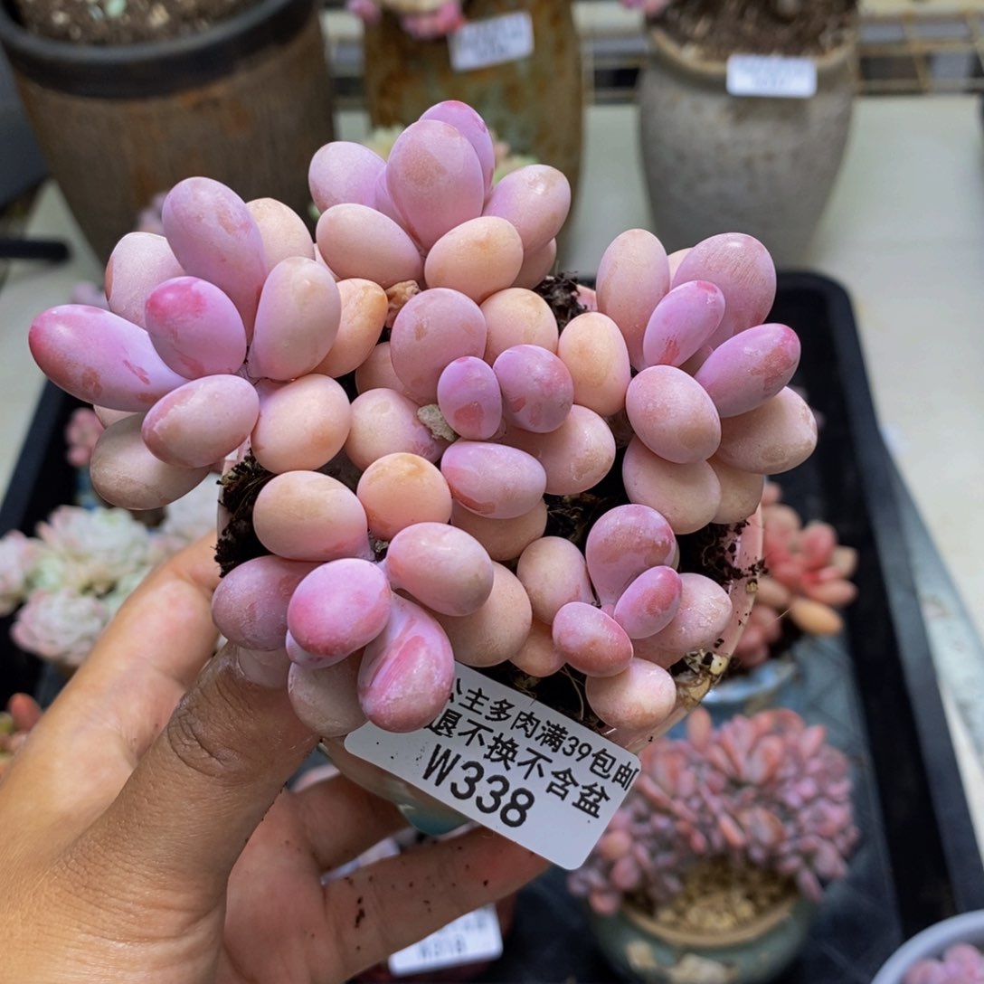 338糖果桃蛋多肉9c m