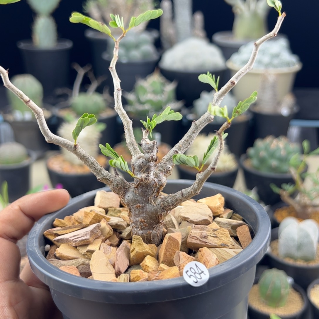 沙漠苏木种播实生一物一拍