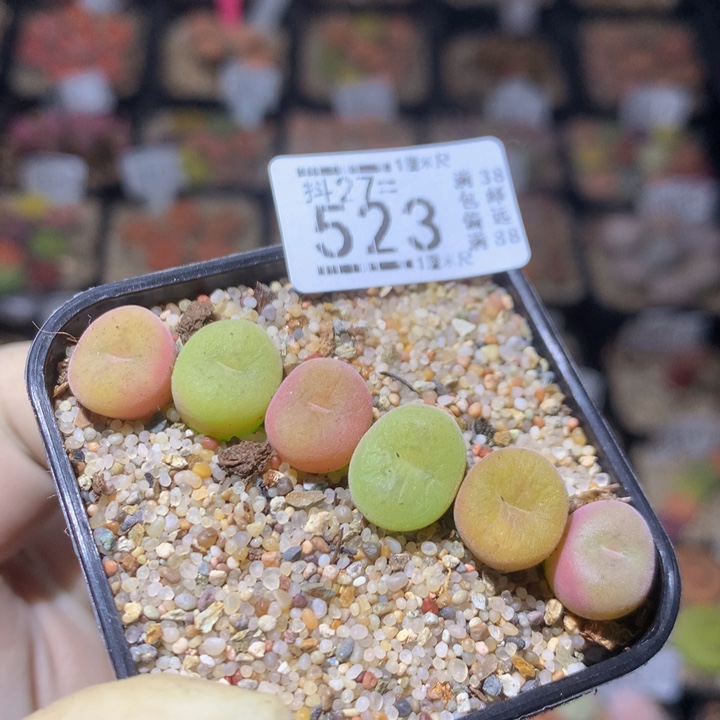 精品生石花27.空卡