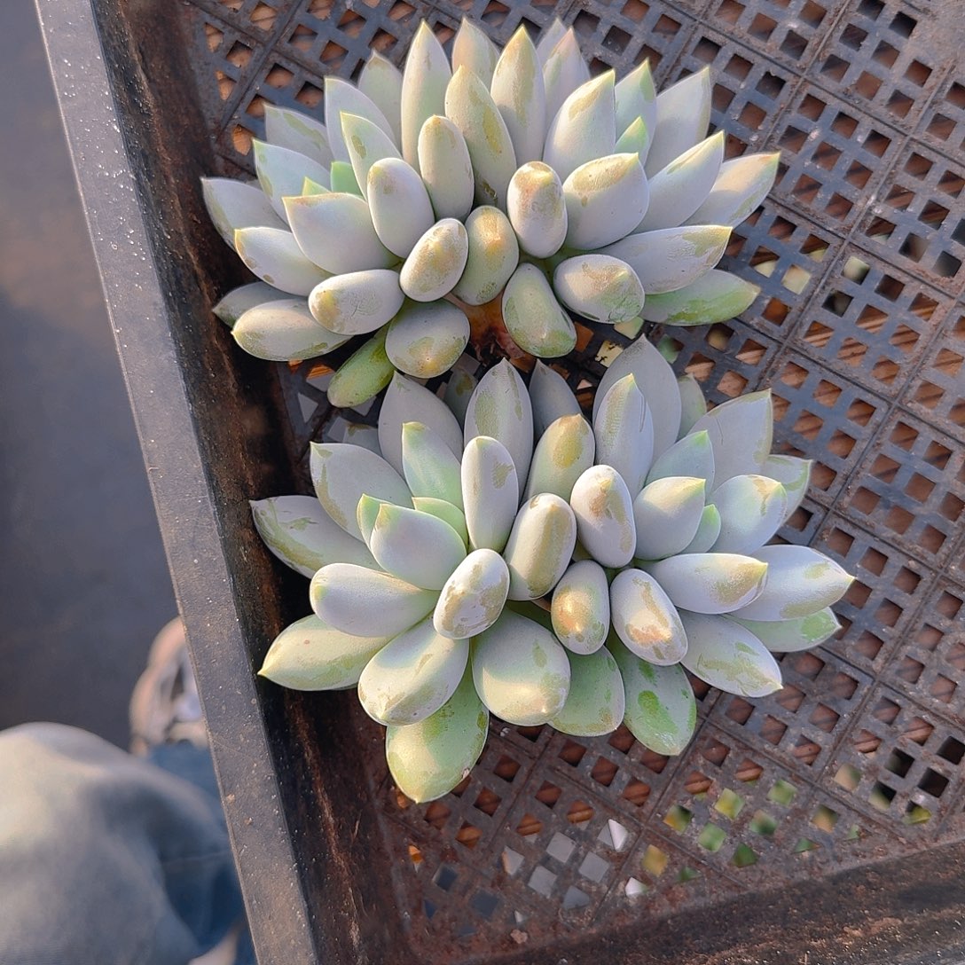 北***北两颗福利11111111111111111