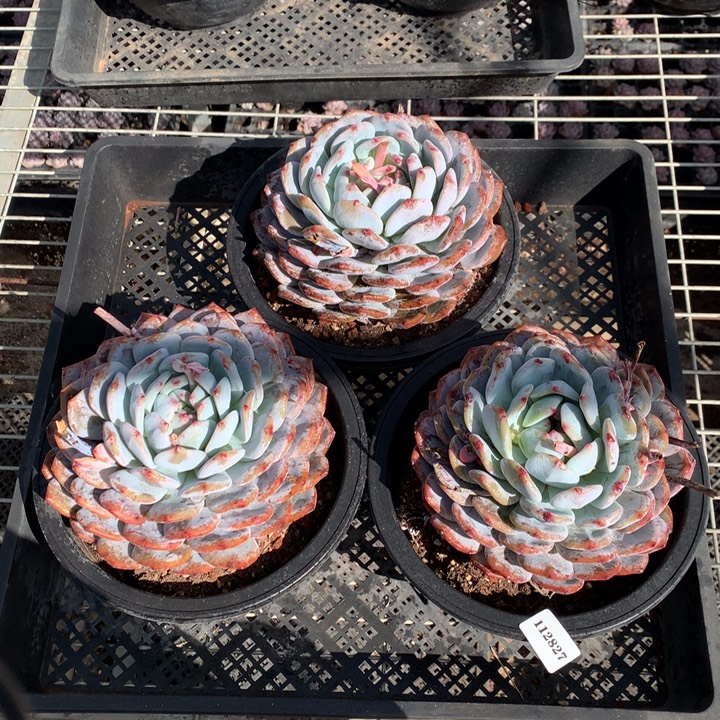 112827三个嗯嗯嗯嗯嗯嗯嗯好