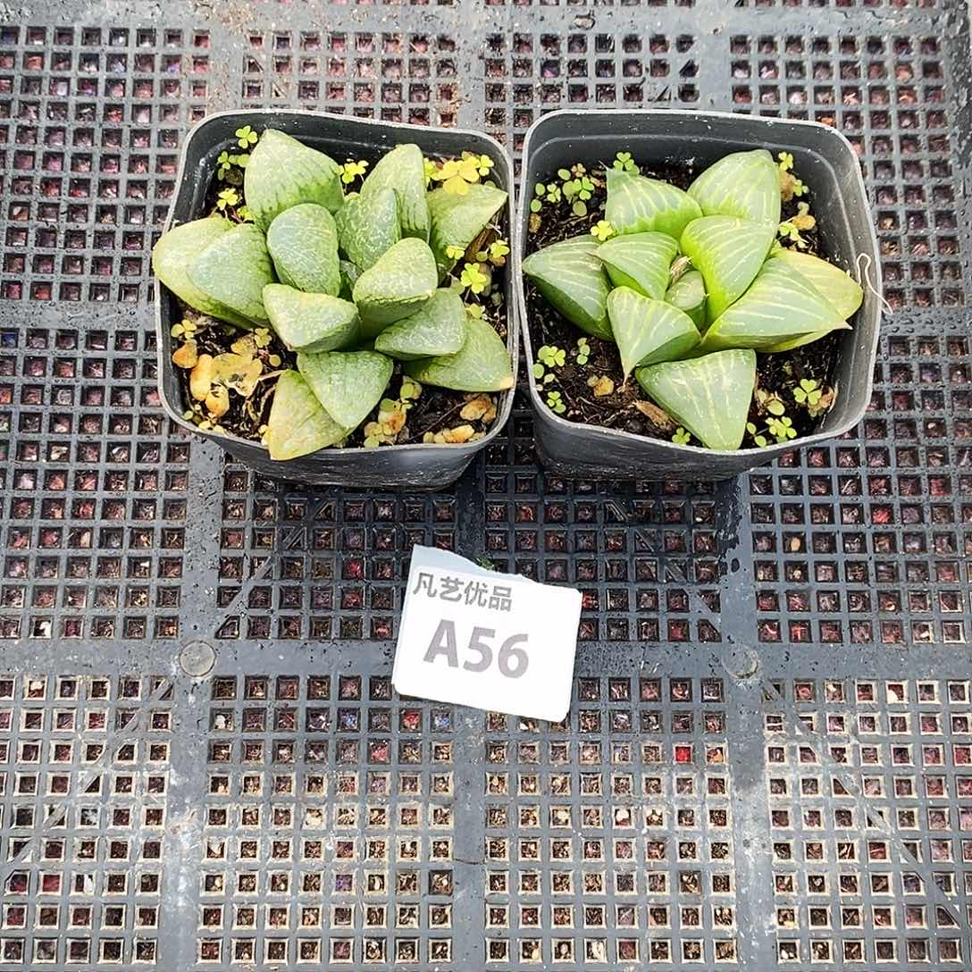 A56精品玉露一物一拍