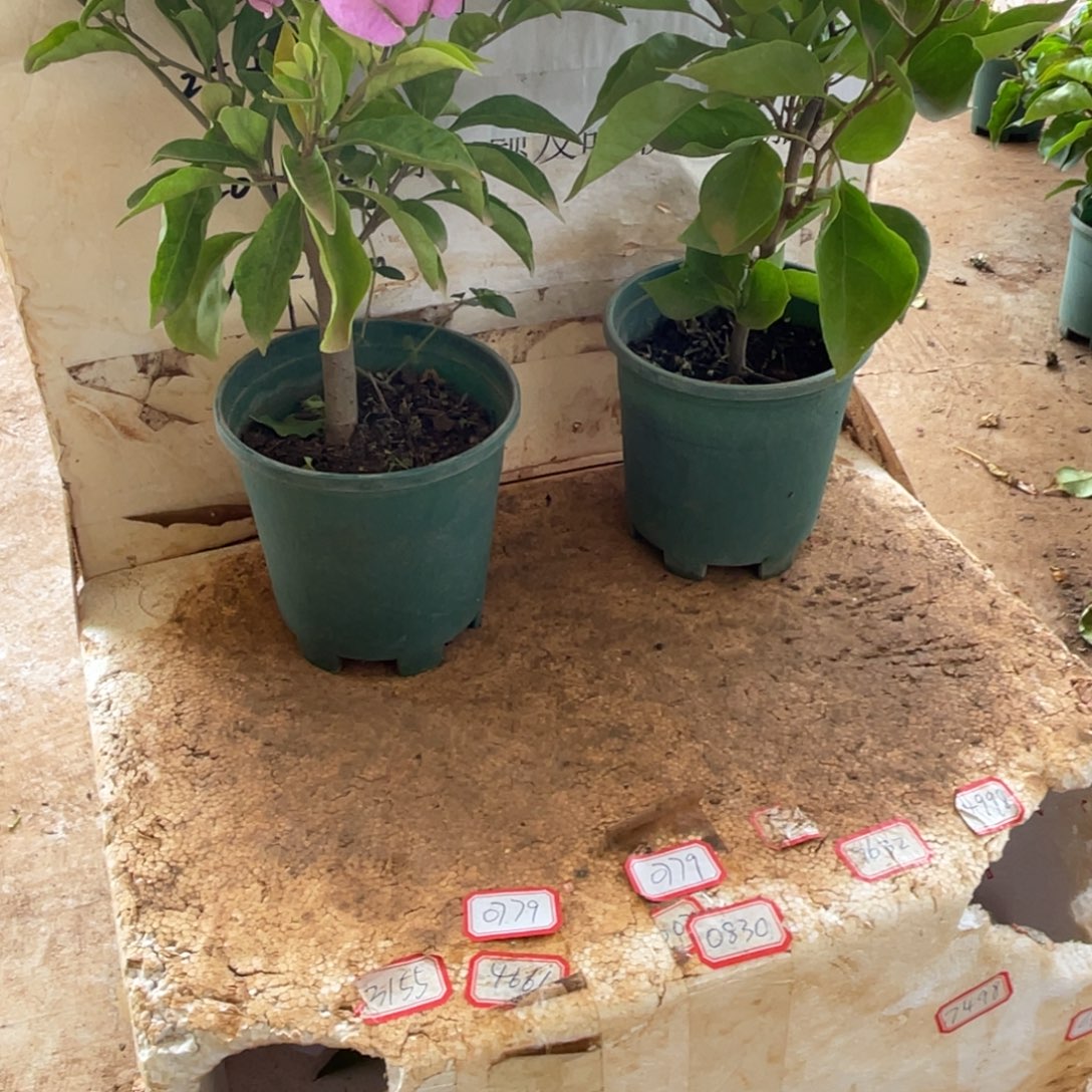 当前无花栽培后可以开花36h2