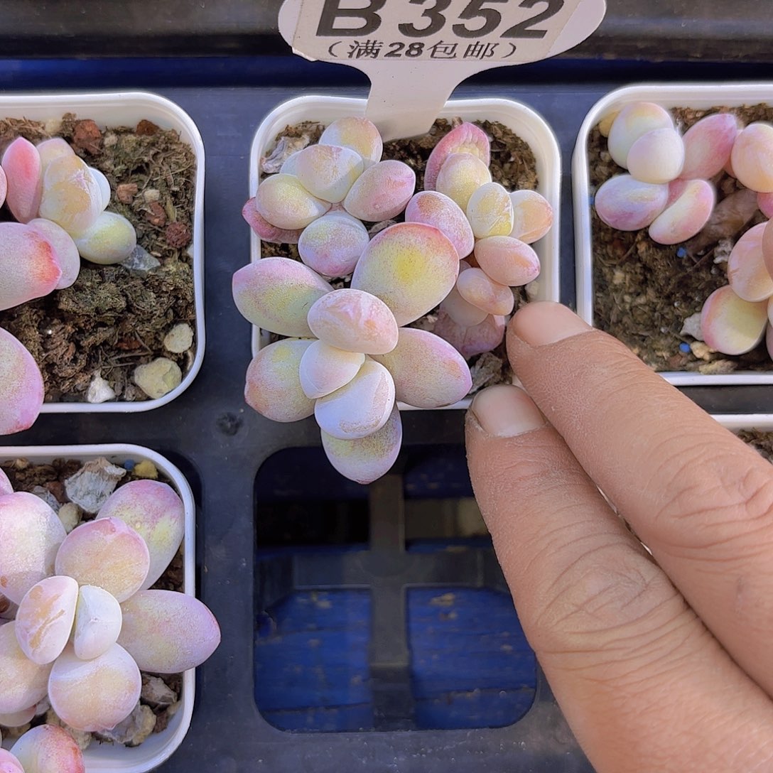 B352雪美人一物一拍