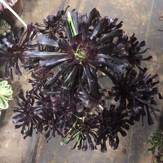 用***1无花朵水墨丹青法师多肉植物333号