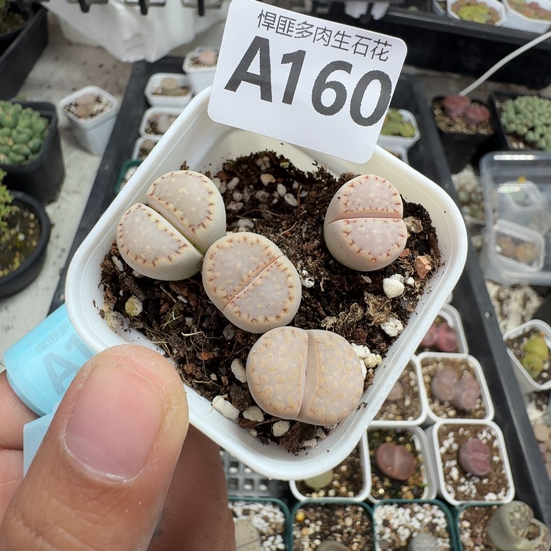 160多肉植物多肉植物