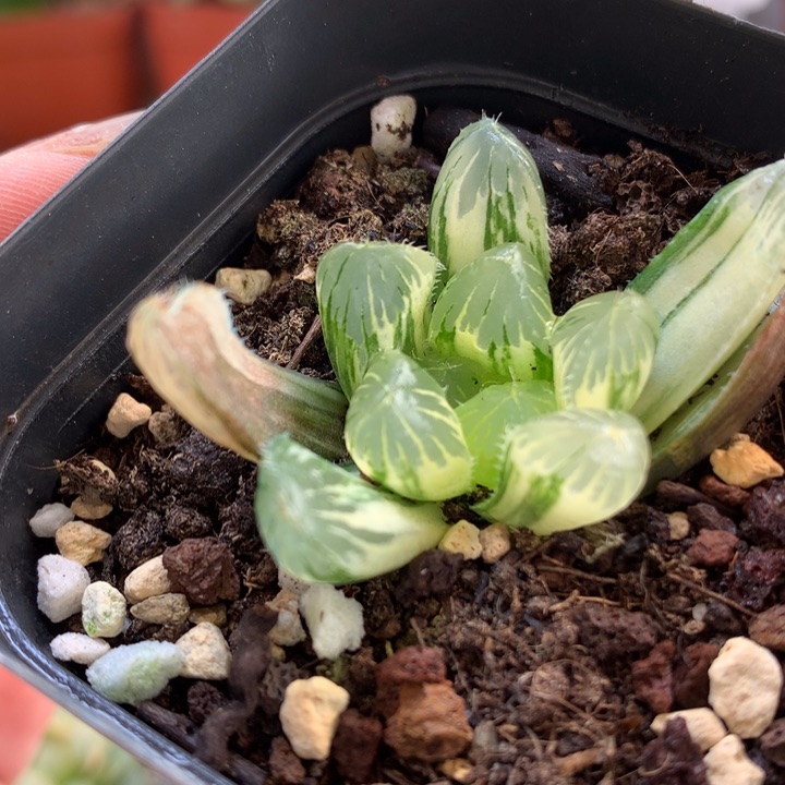 夏沫玉露锦带盆土发货