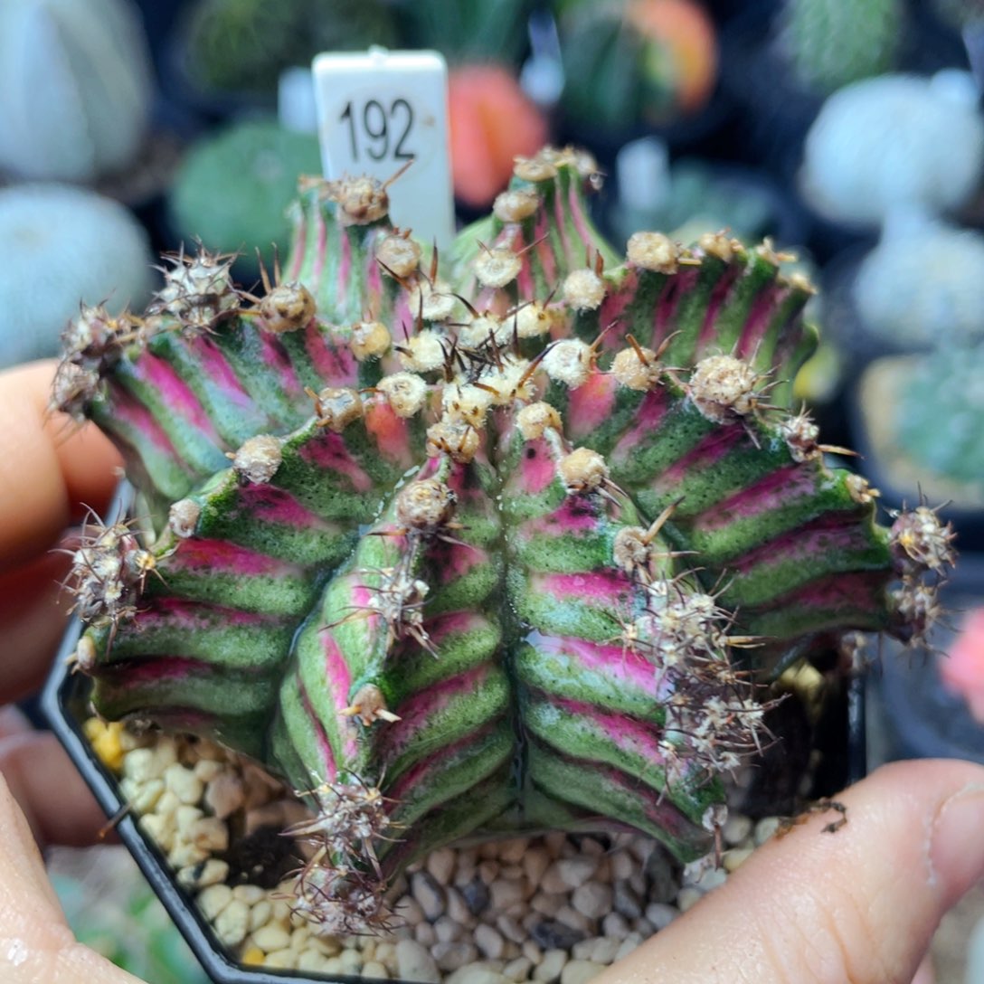 非偏远地区满25包邮裸根发货