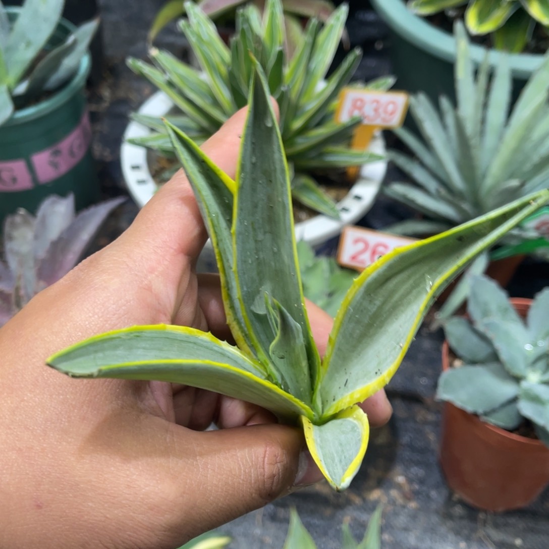 银河旅人龙舌兰系列