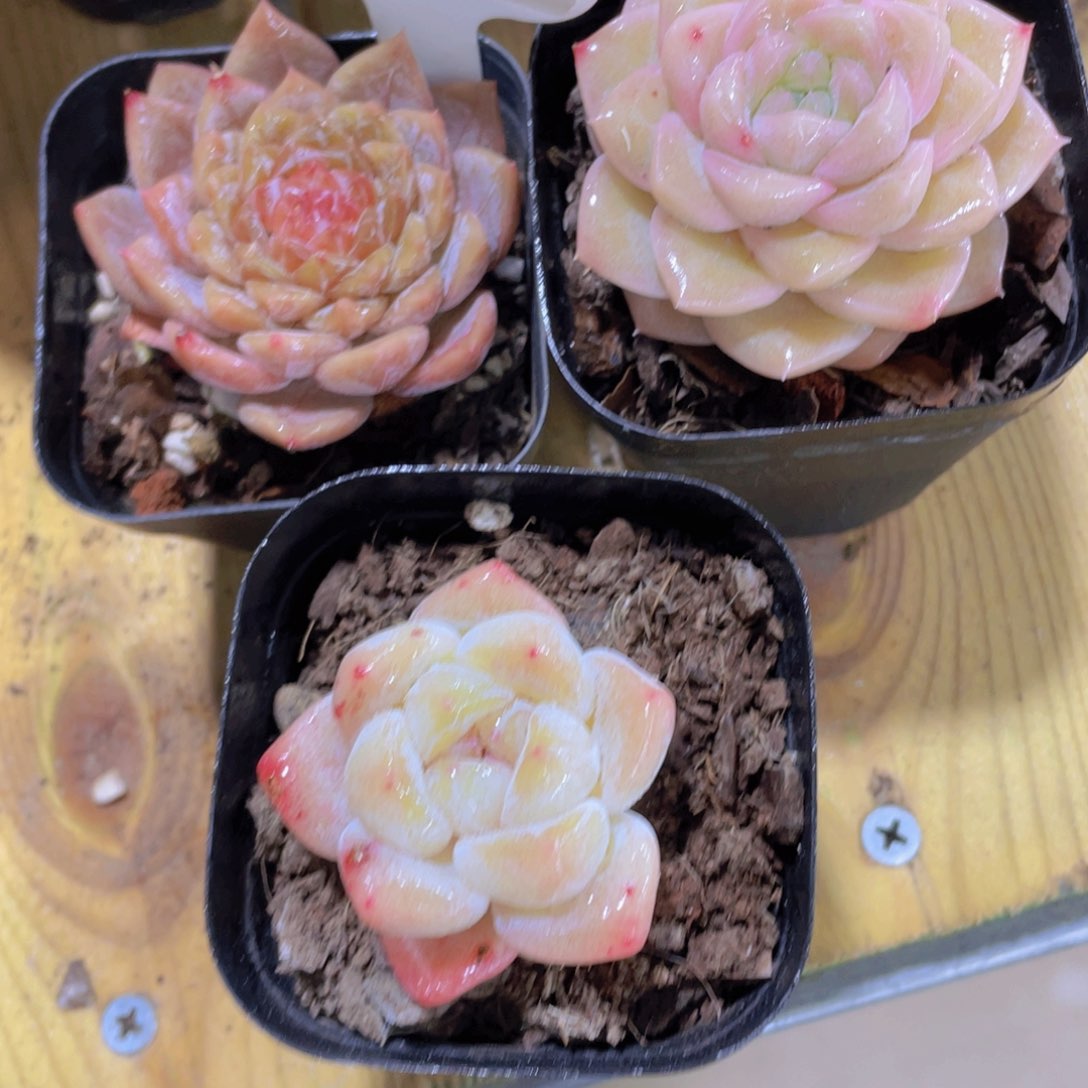 1523号 美肉三颗下播福利