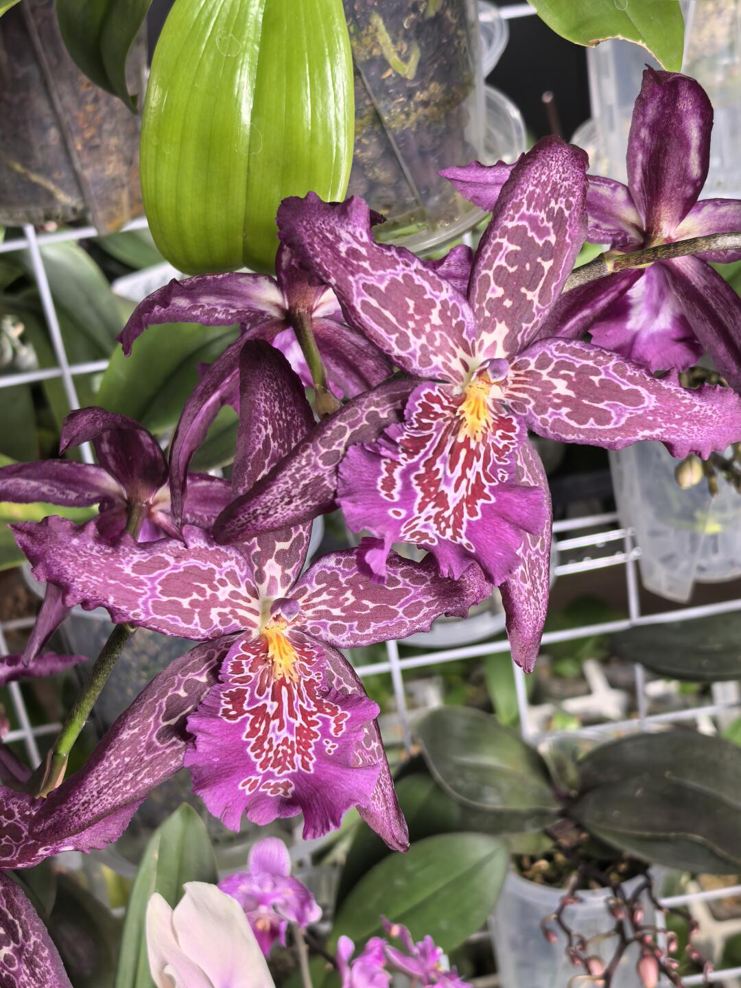 红狐狸文心兰盆栽稀缺品大花型室内在阳台窗台好养花期长多年生