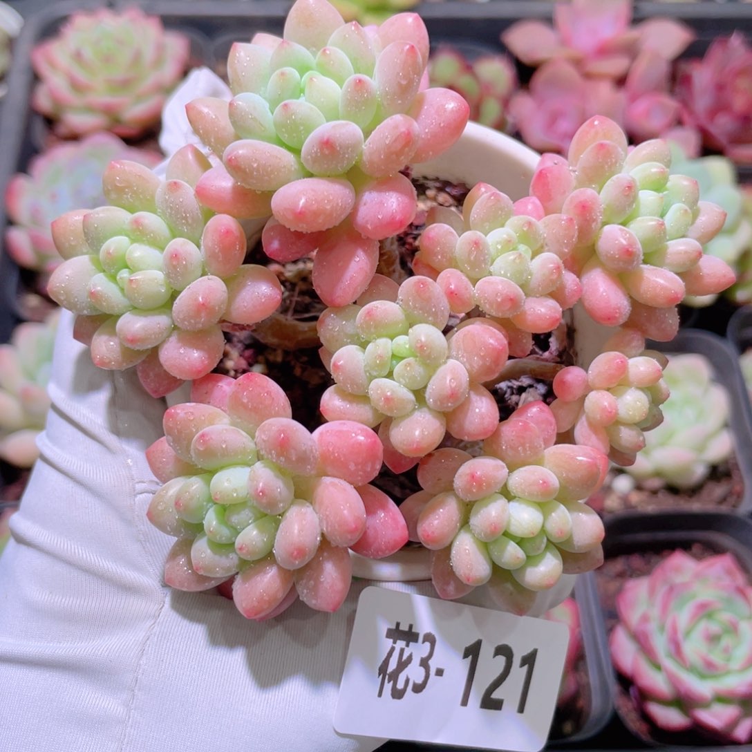 花利美 3-121鱼子酱
