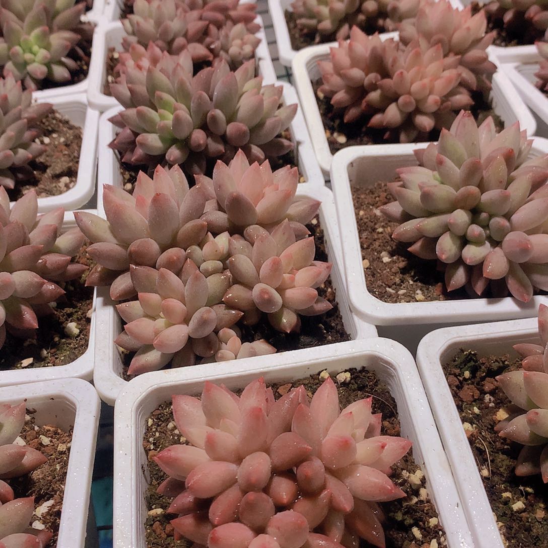 车厘子群45678999900000