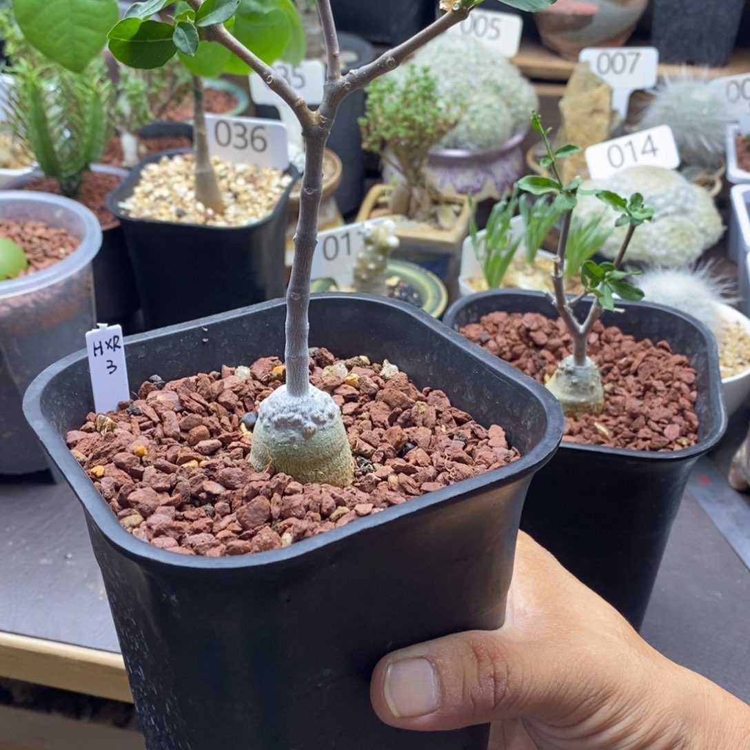 小***鱼一物一拍火星人块根