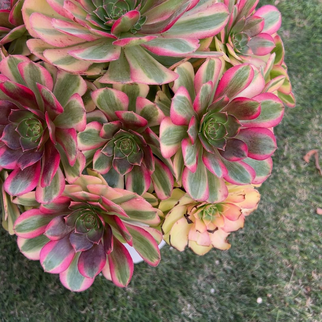 206，雨合多肉植物法师