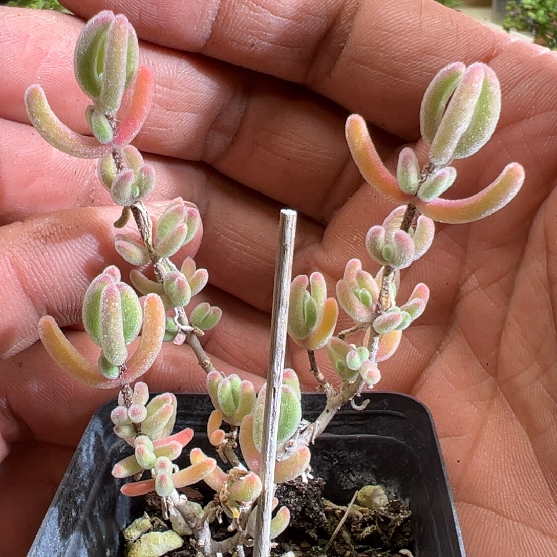 白色恋人55杯老桩福利