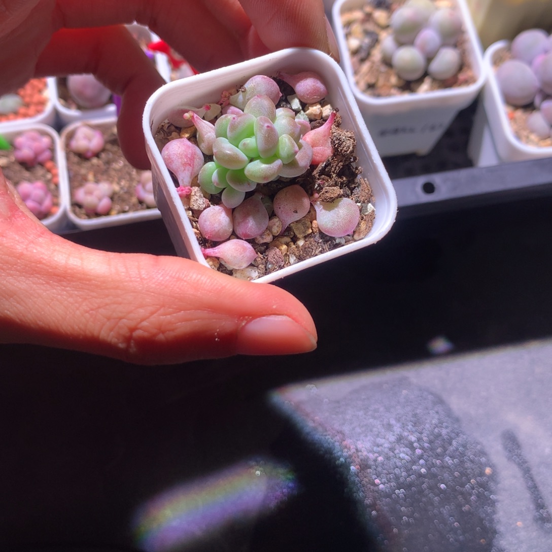 手***陈吉祥奶酪多肉哈哈