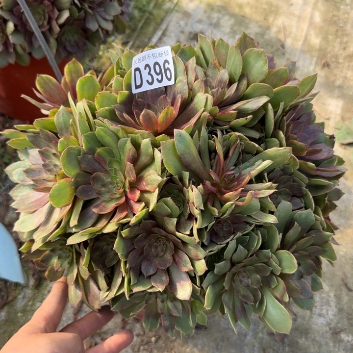 红丝绒……多肉植物……