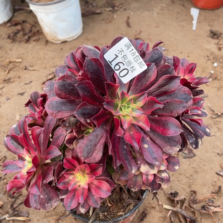 160美杜莎不圆1法师