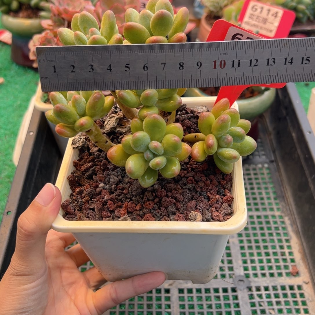 表妹精品多肉植物6260.