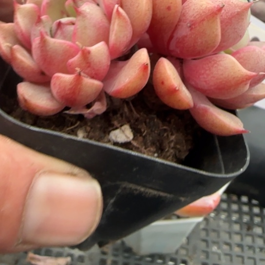 媛*165 一物一拍多肉