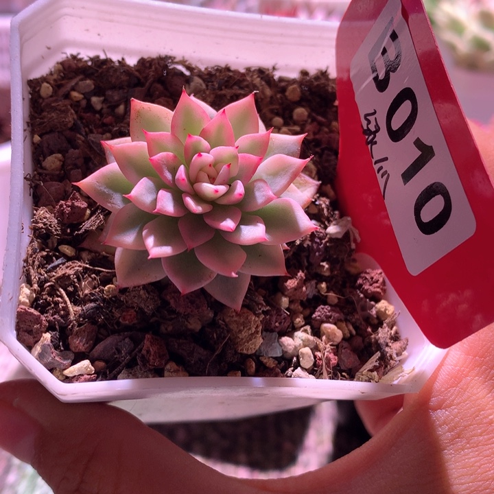 绿爪覆轮锦有根有根