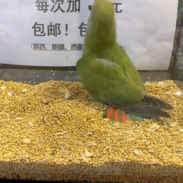 虎皮鹦鹉大头虎皮鹦鹉