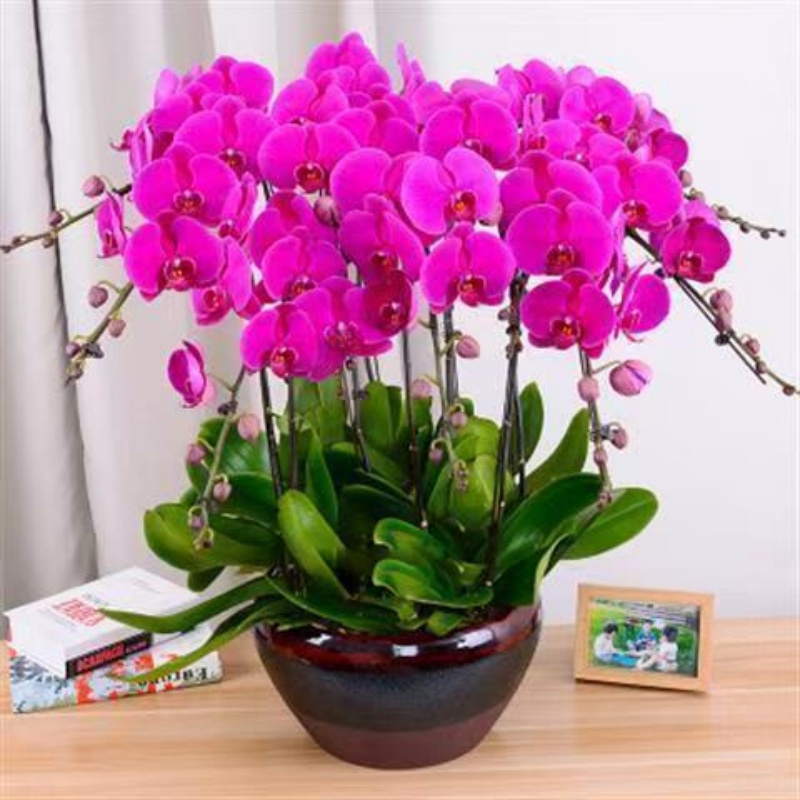 年宵花新品蝴蝶兰耐寒冬季好养花卉室内盆栽植物四季种植花卉貂蝉