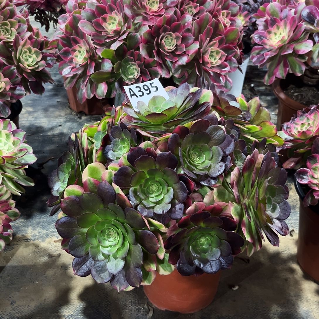 多肉植物雨荷395多肉