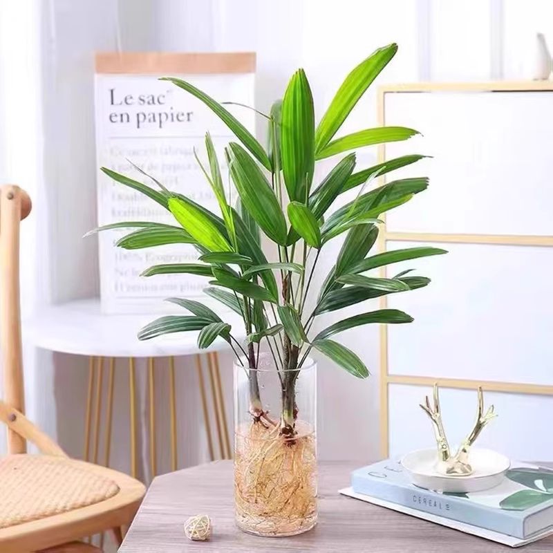 水培细叶金山棕竹盆栽绿植物小叶米竹室内客厅大型招财富贵竹水竹