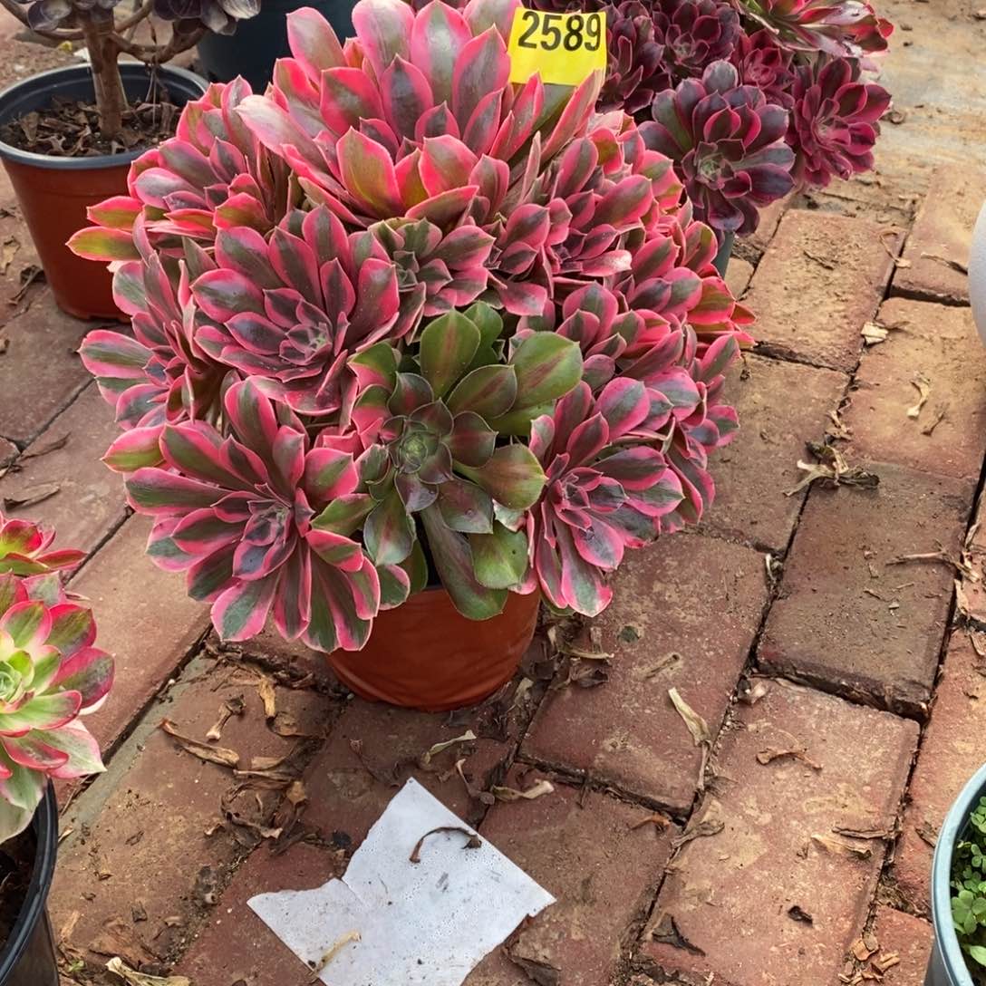 粉女妖多肉植物2589