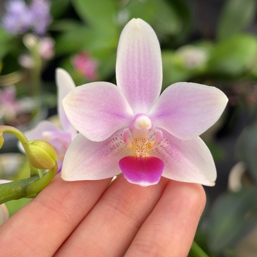 完全开放3.5寸雪花交eq开花株