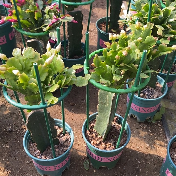 万***完全开放028 2277重瓣花