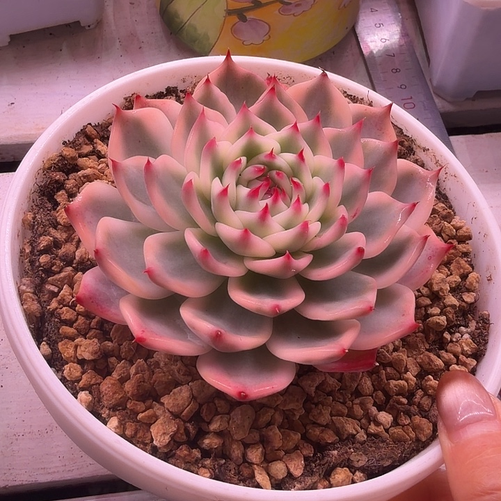 不开花植物吉娃娃锦单头多肉植物