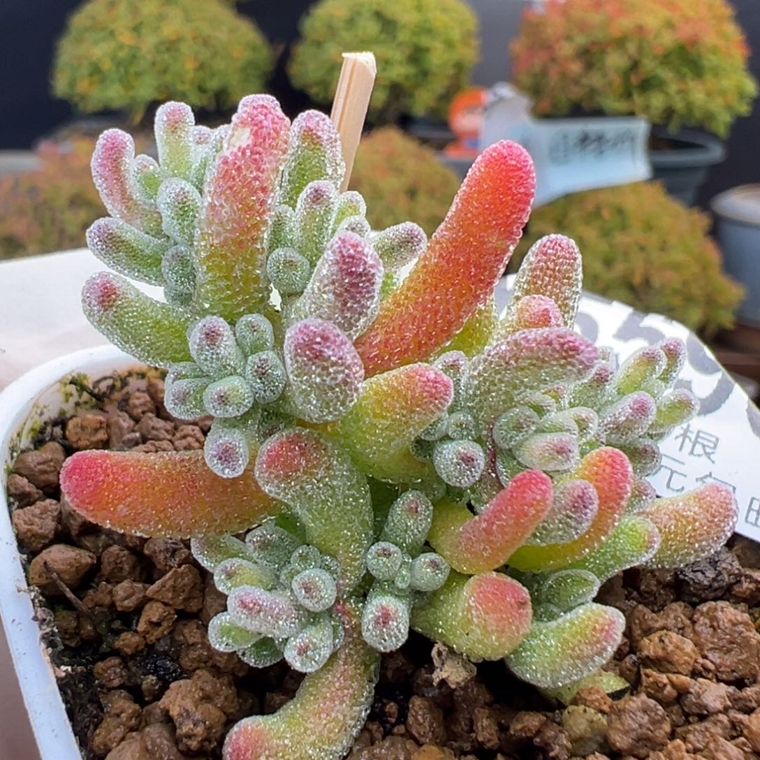 dy5590小可爱冰晶锦冠幅3.5cm