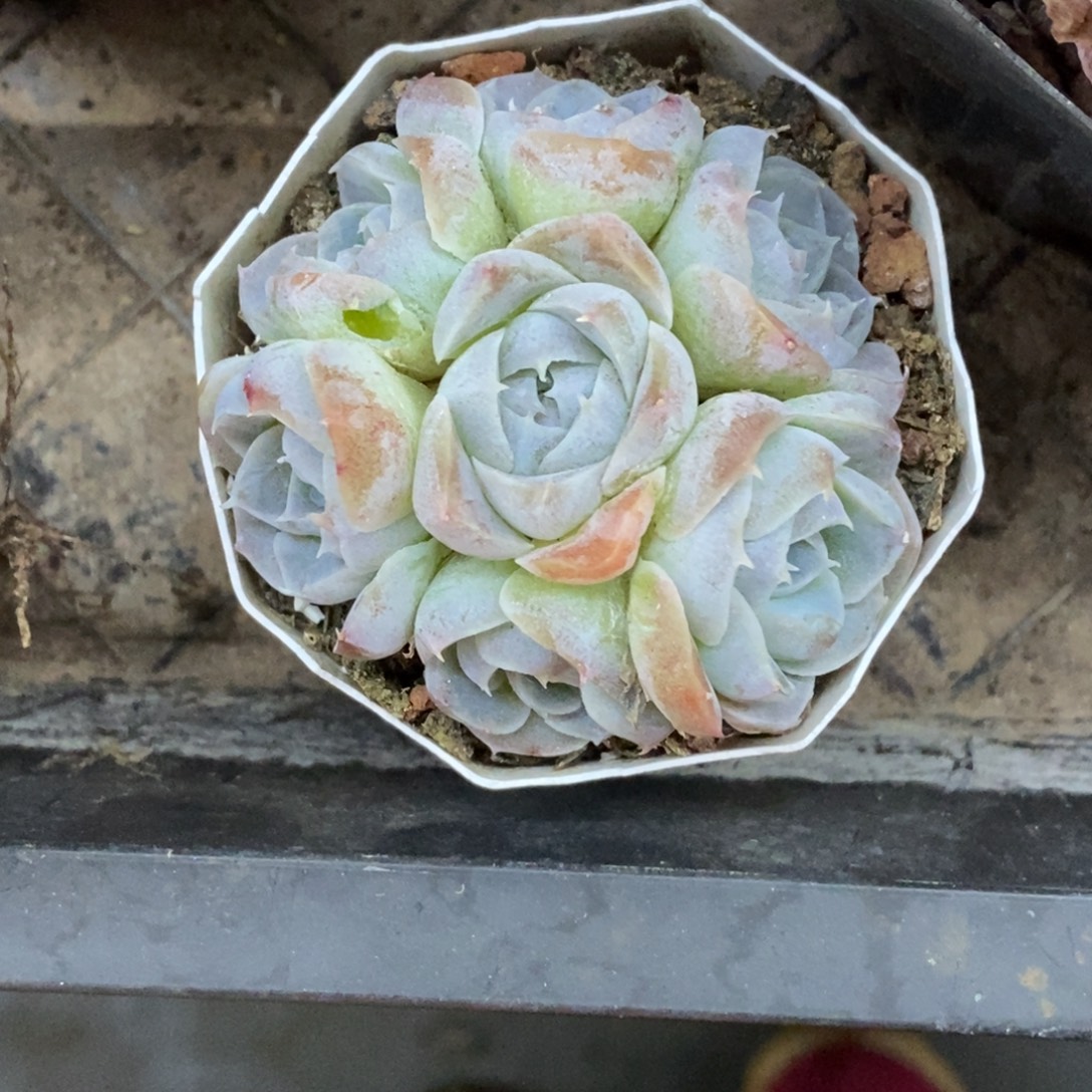 精品多肉一物拍不包整