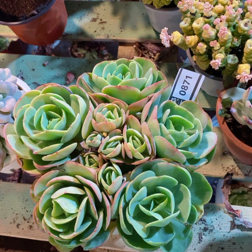 【闪购商品】碧桃0871