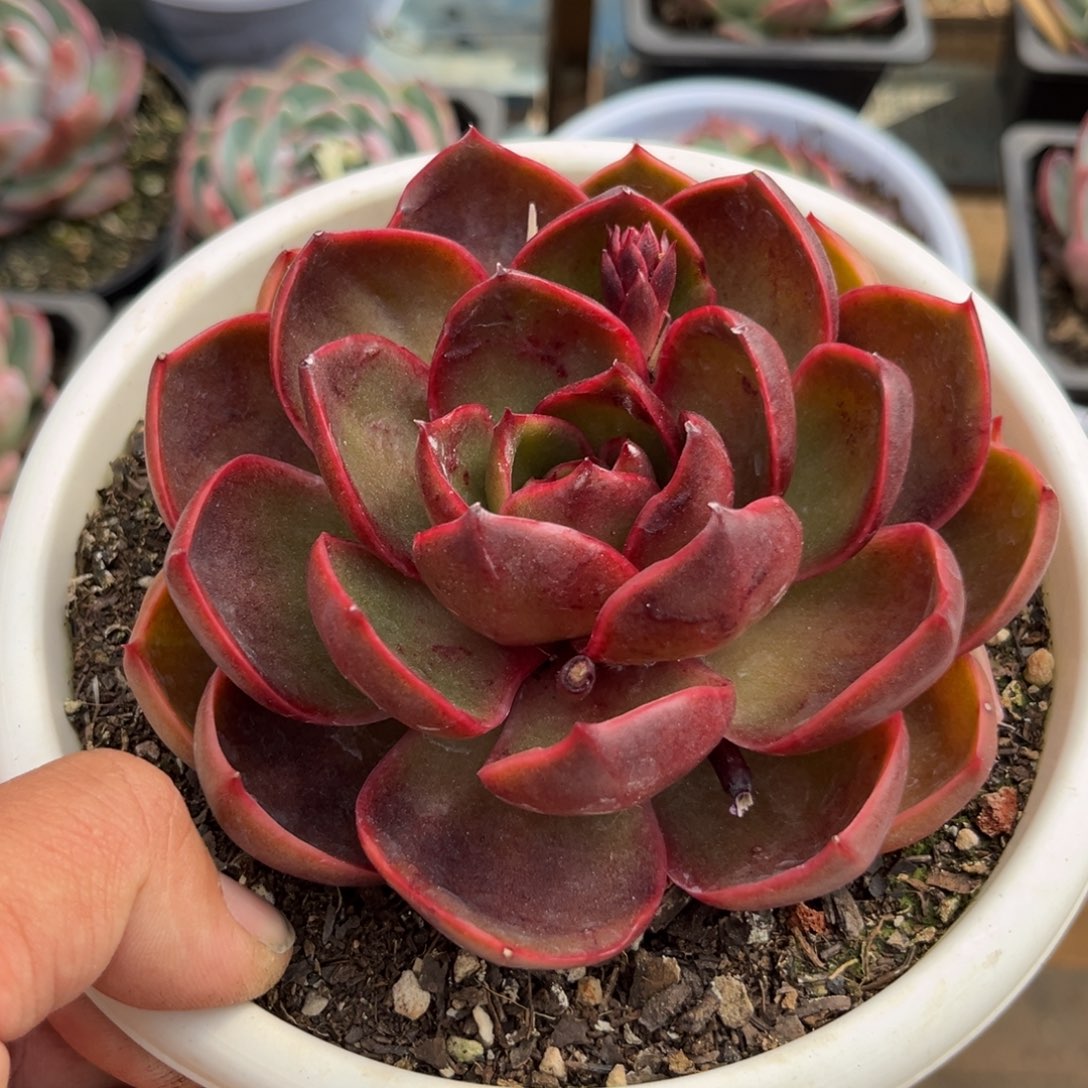 红灯多肉植物等野生植物