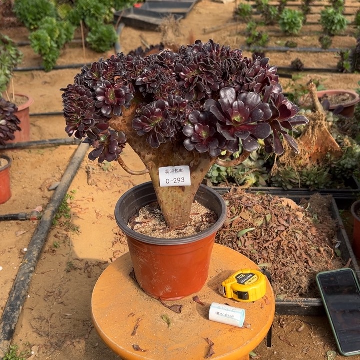 293 欧紫缀 宽27 公分不售后