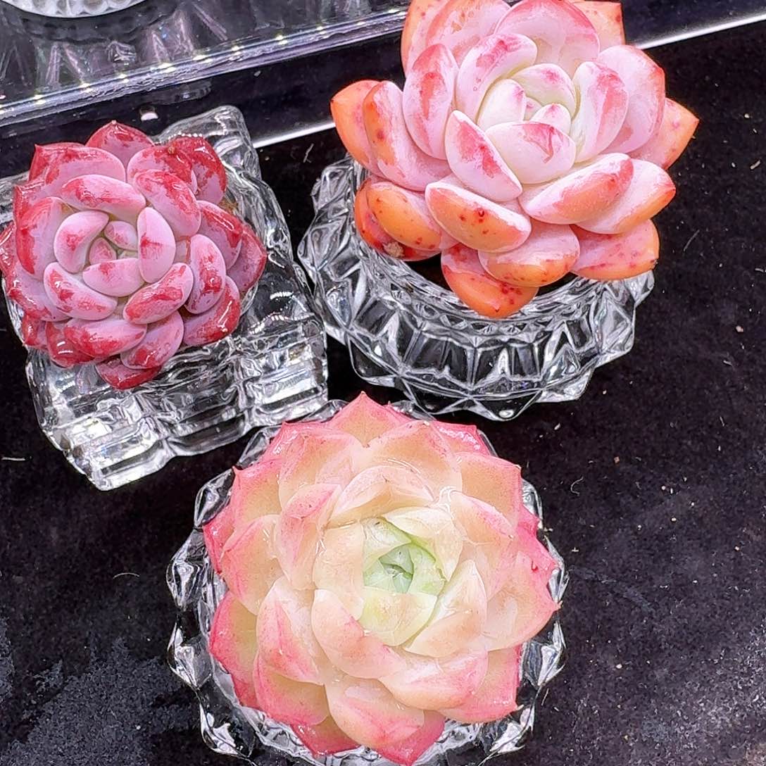 无土栽培紫水晶➕星影➕女王