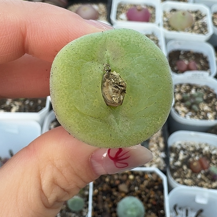 老马生石花2.7翠光玉2851